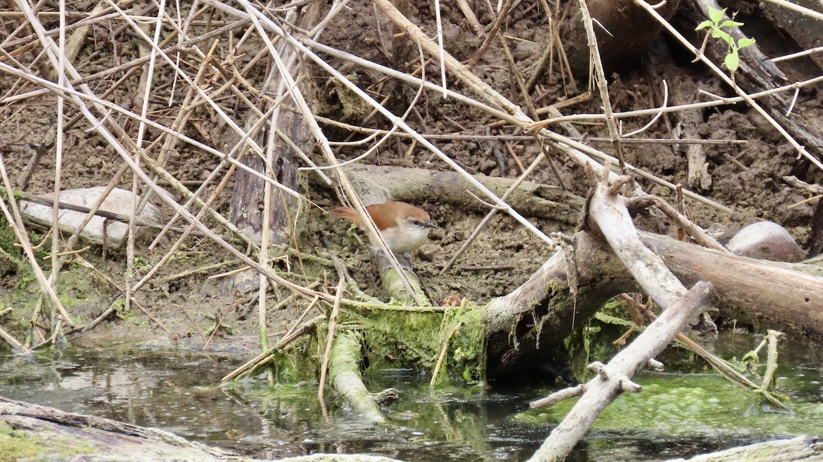 Yellow-chinned Spinetail - ML626266914