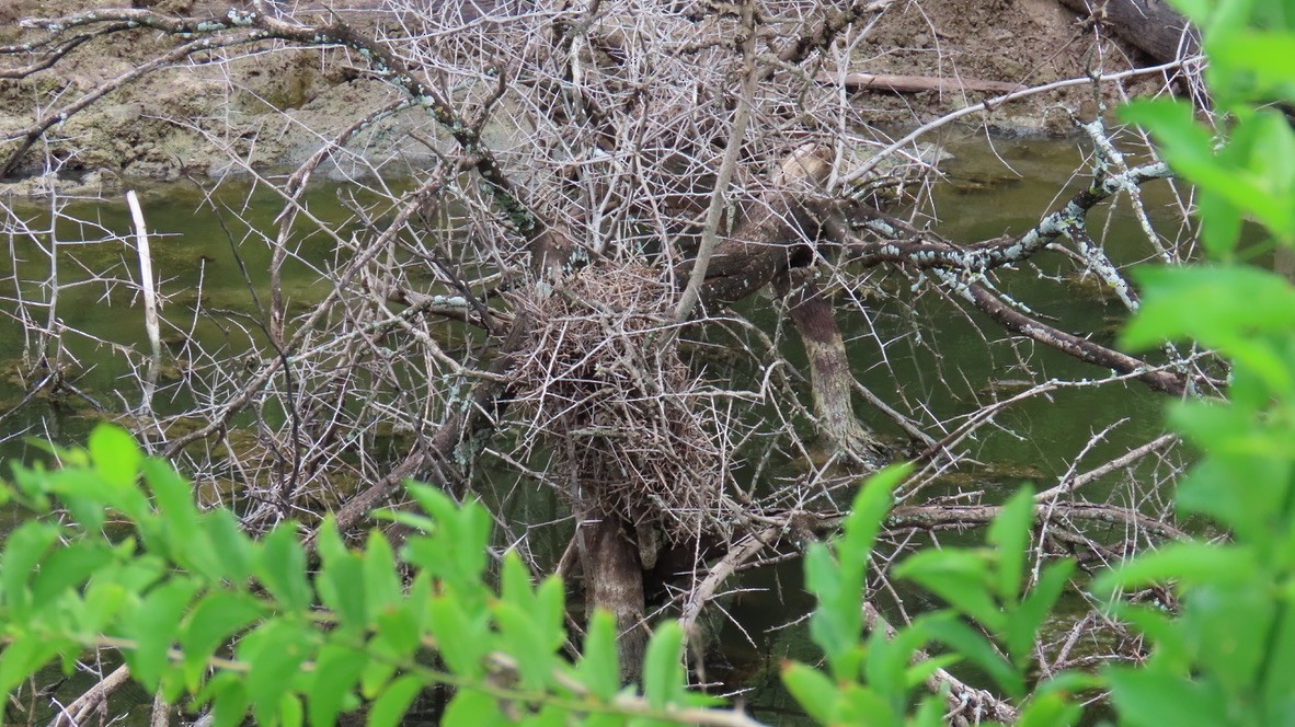 Yellow-chinned Spinetail - ML626266926