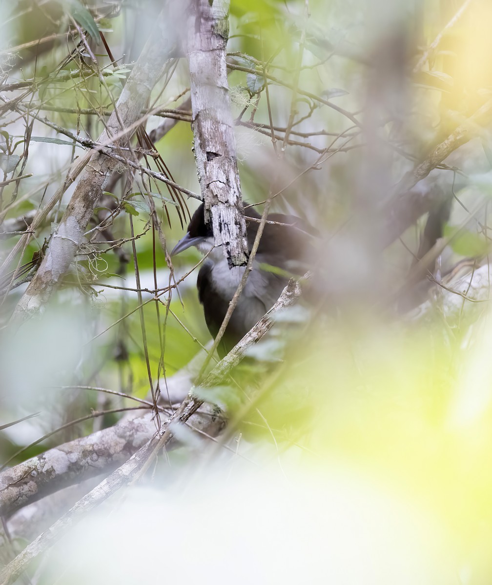 Western Chat-Tanager - ML626266938