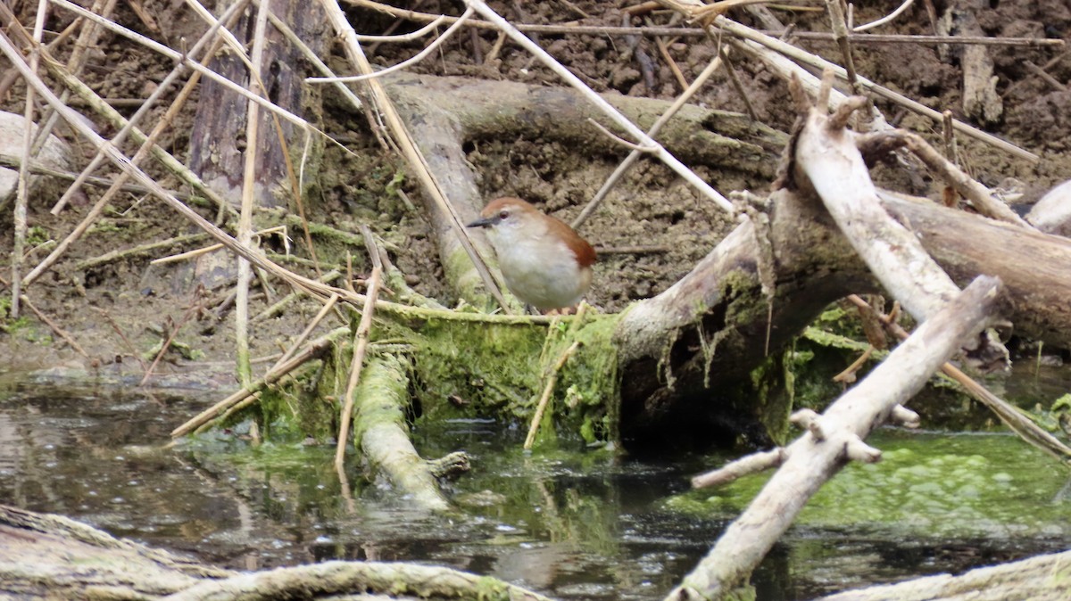 Yellow-chinned Spinetail - ML626266939