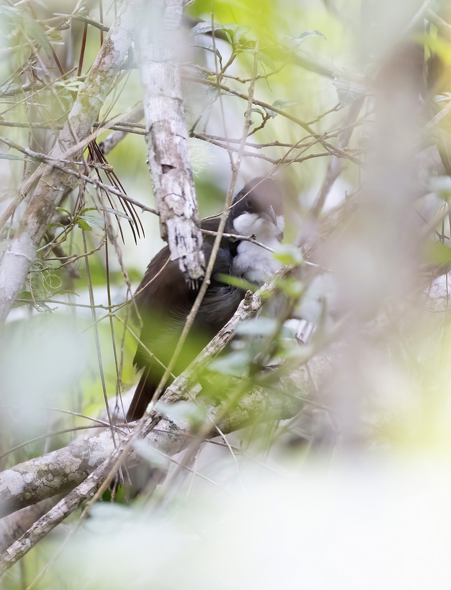 Western Chat-Tanager - ML626266940