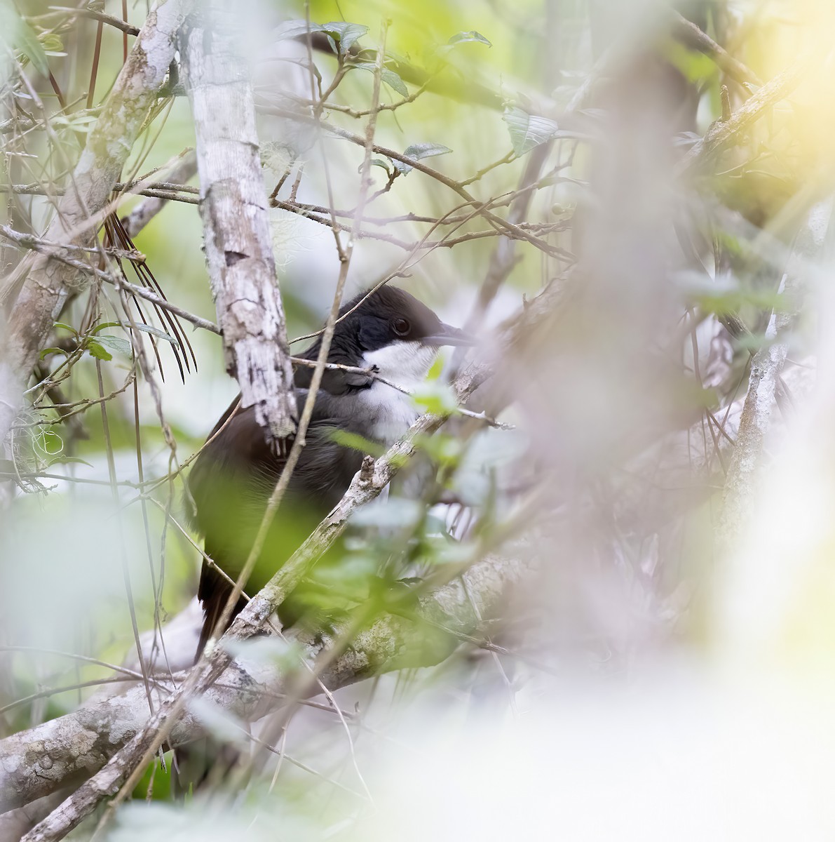 Western Chat-Tanager - ML626266941