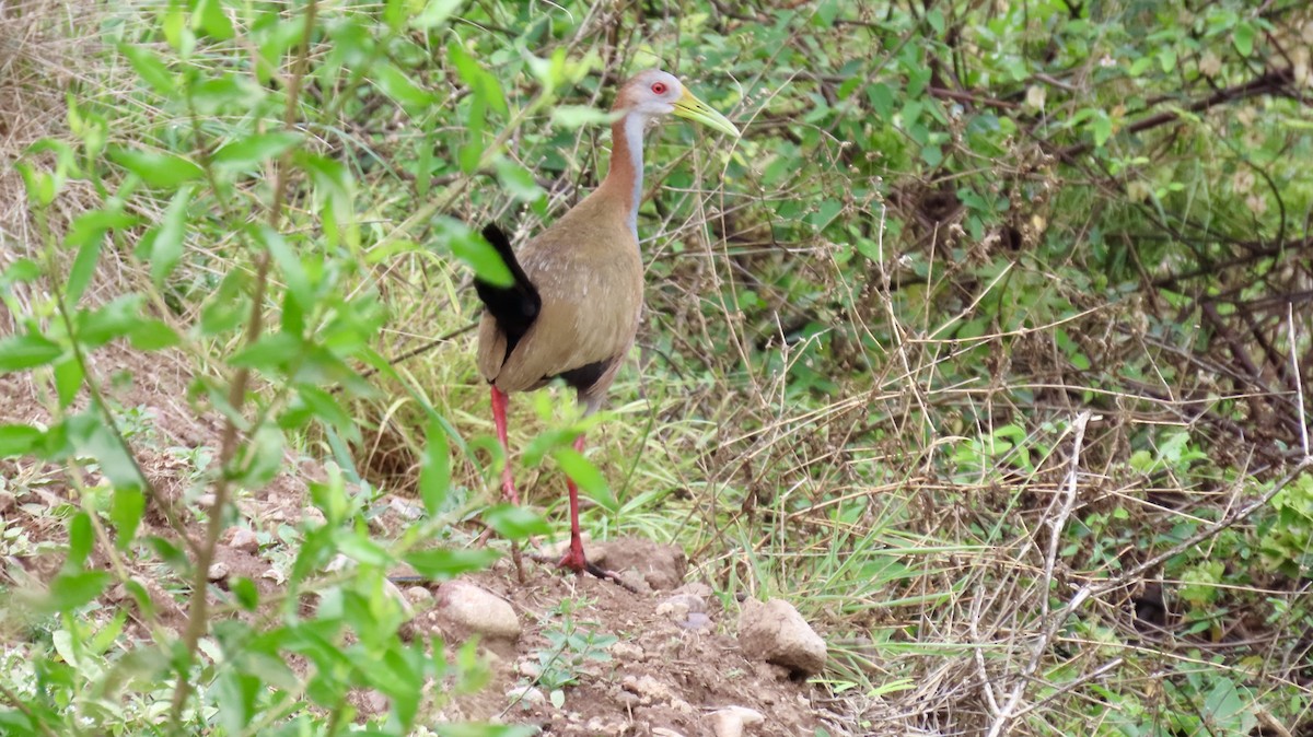 Giant Wood-Rail - ML626266953