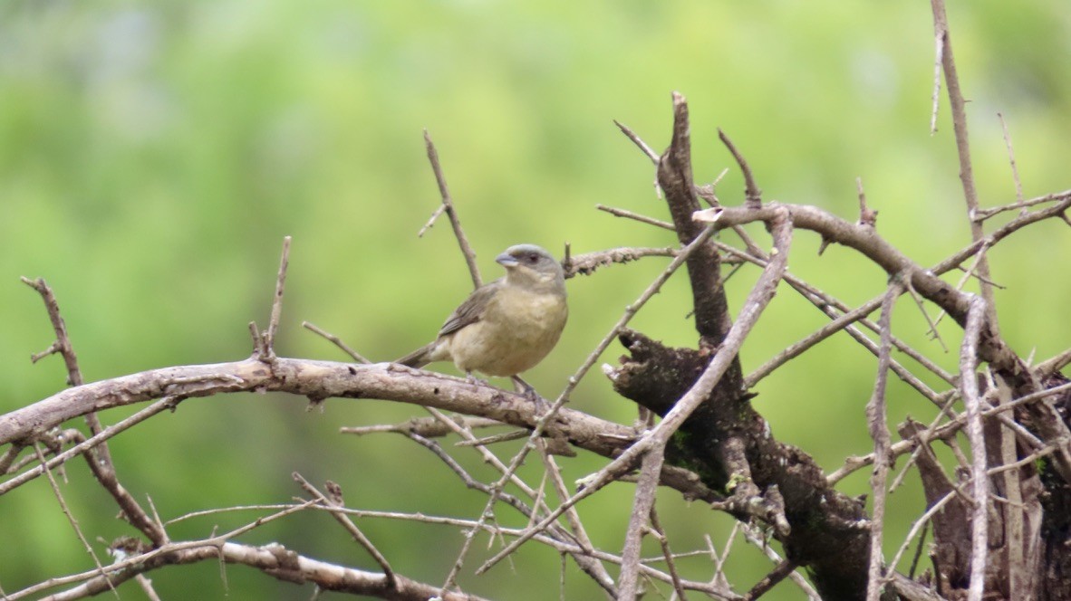 Blue-and-yellow Tanager - ML626266967