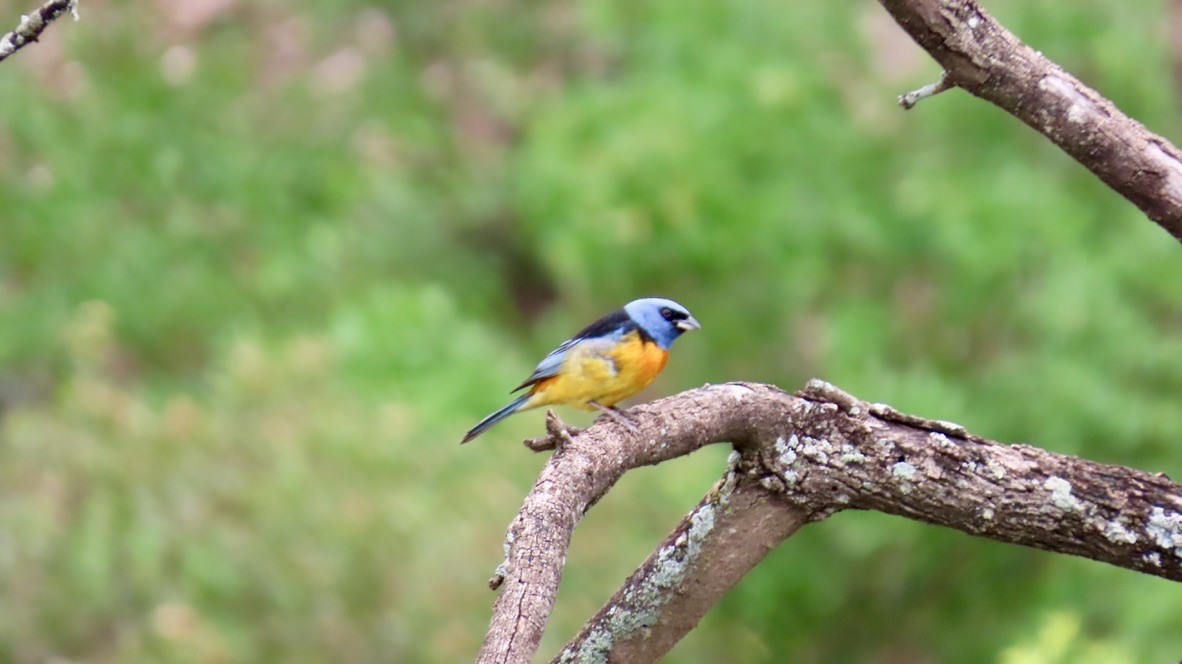 Blue-and-yellow Tanager - ML626266981