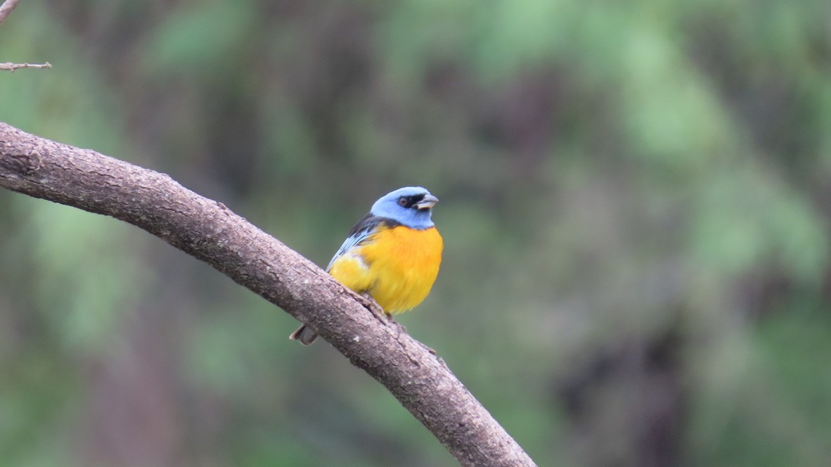 Blue-and-yellow Tanager - ML626266985