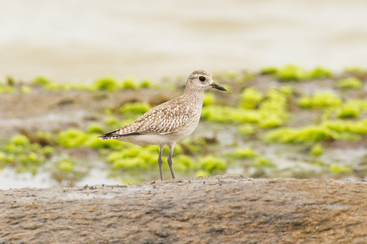 Black-bellied Plover - ML626267008