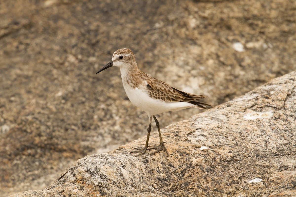 Semipalmated Sandpiper - ML626267048