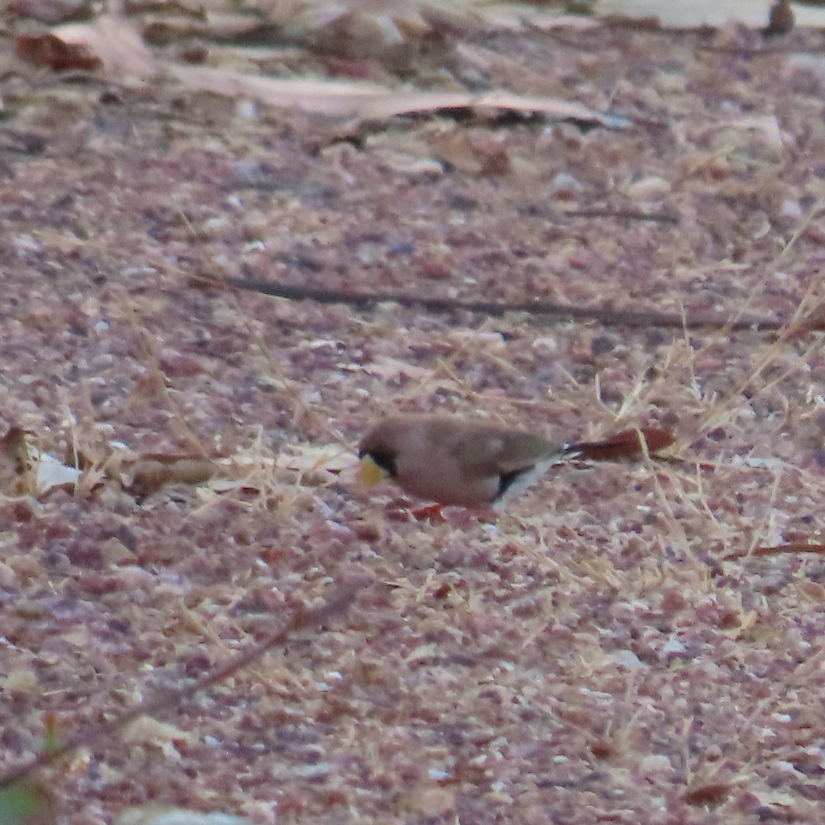 Masked Finch (Masked) - ML626267050