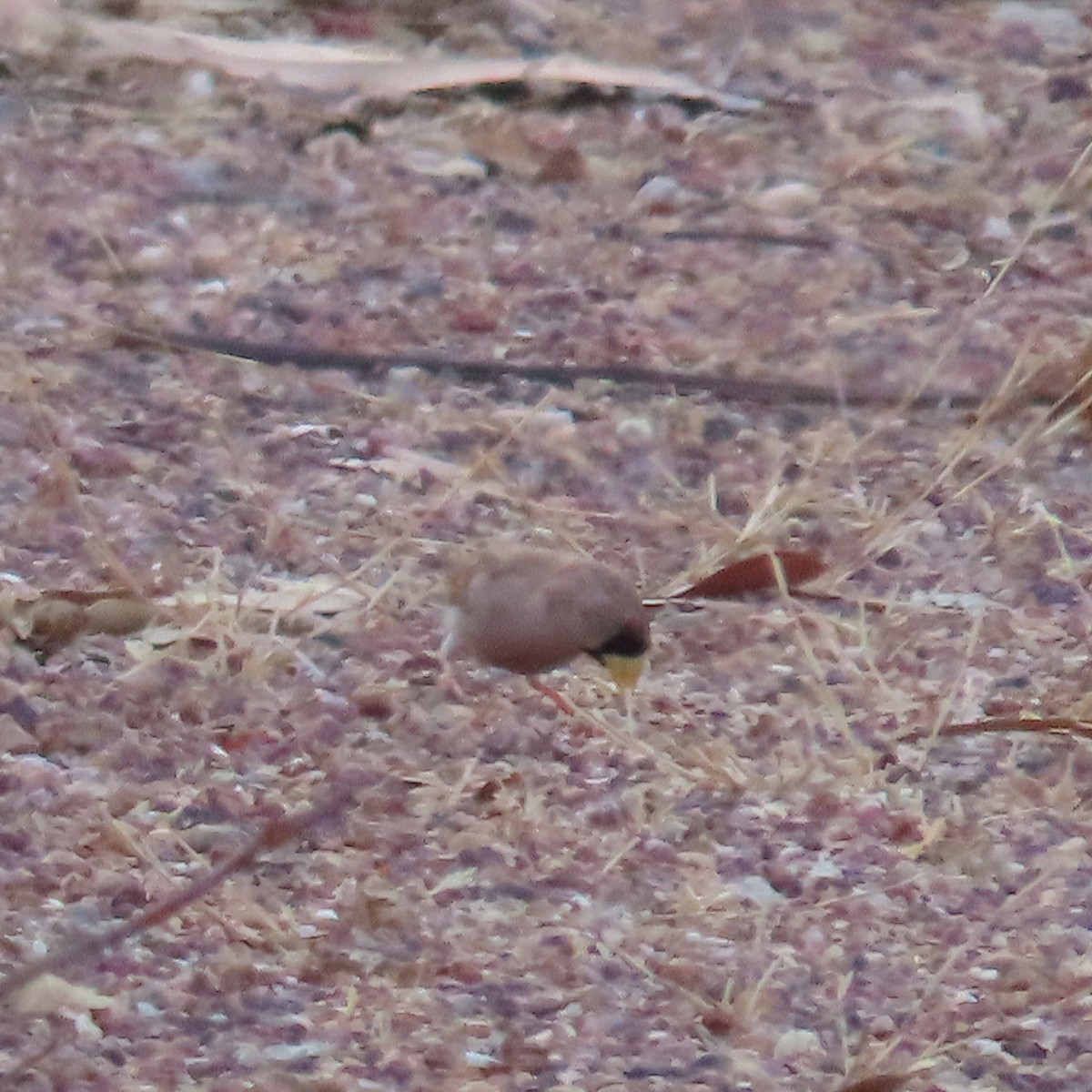 Masked Finch (Masked) - ML626267051