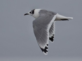 Franklin's Gull - ML626267217