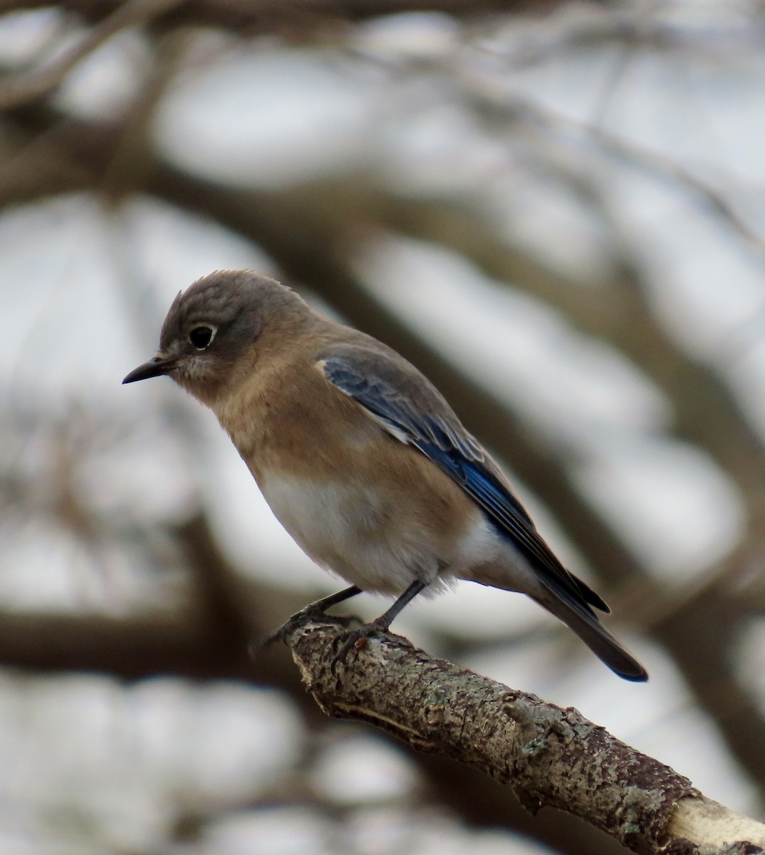 Eastern Bluebird - ML626267275