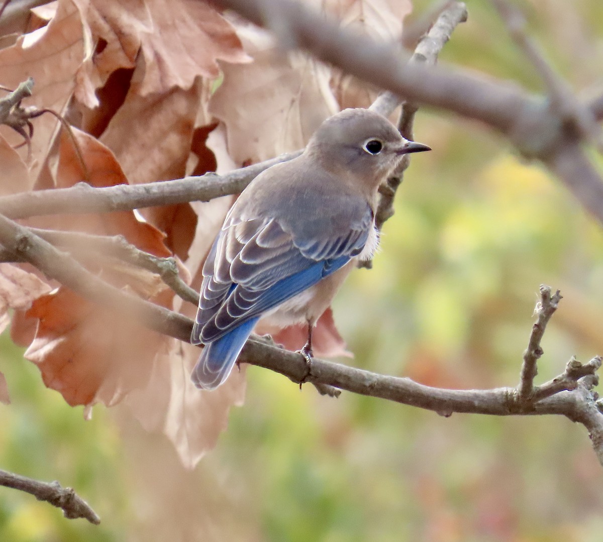 Eastern Bluebird - ML626267277