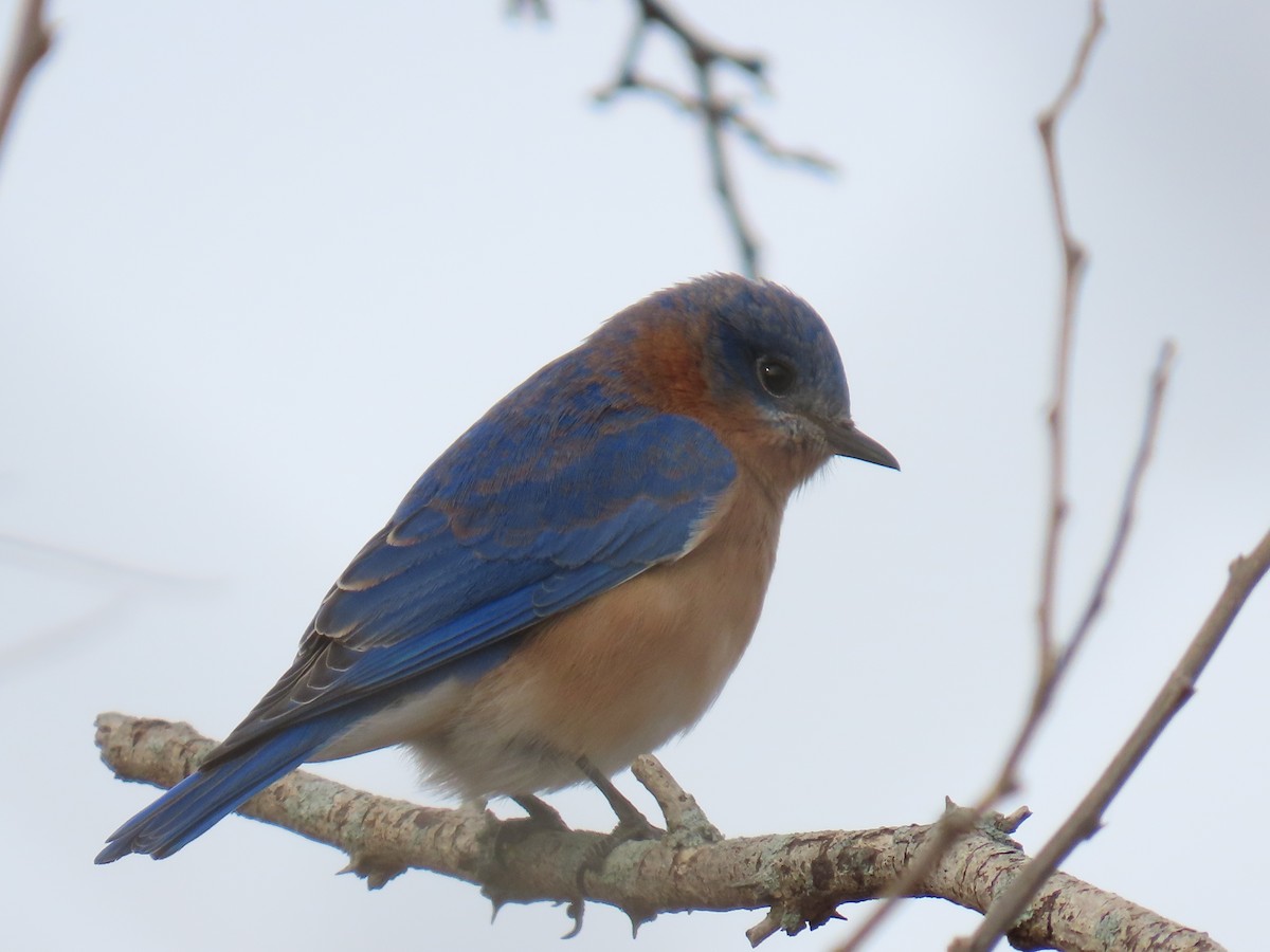 Eastern Bluebird - ML626267279