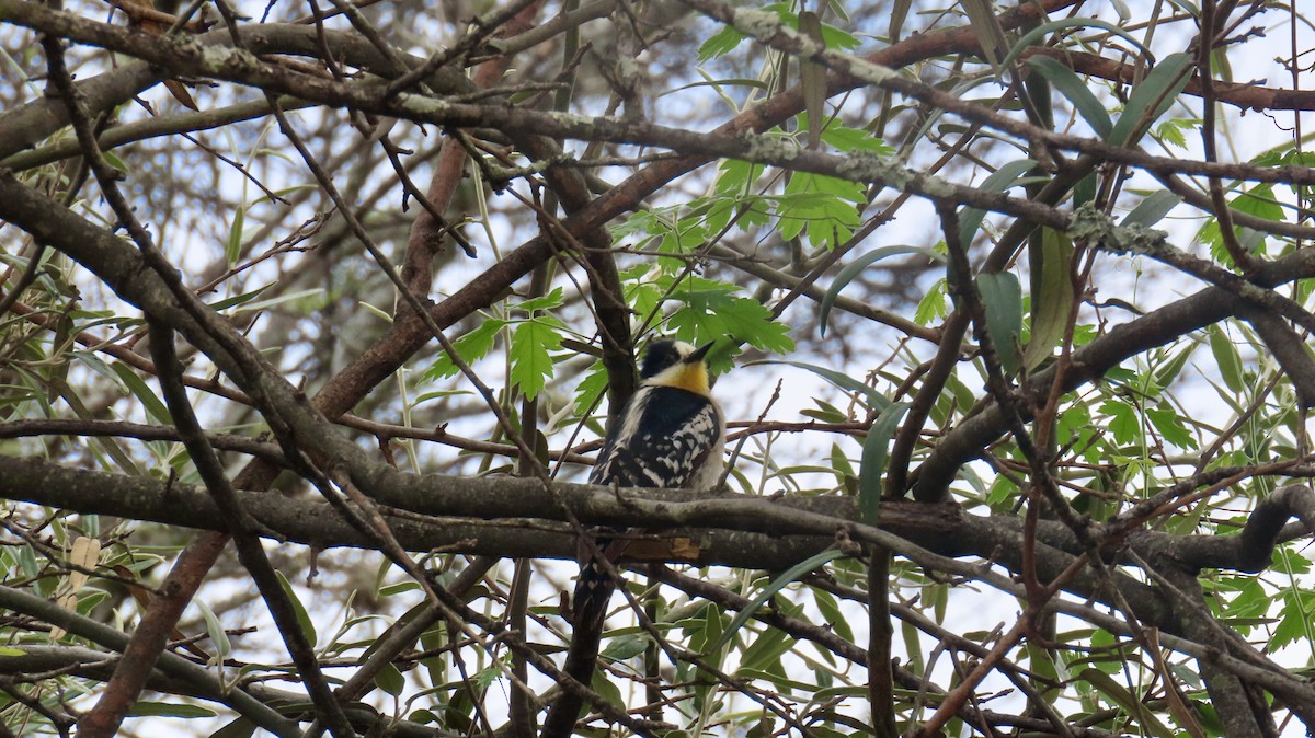 White-fronted Woodpecker - ML626267302