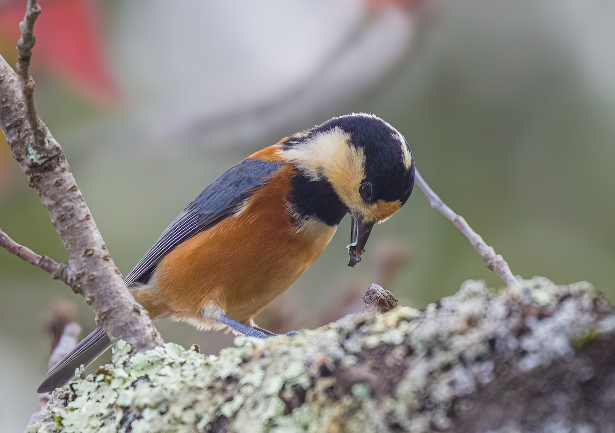 Varied Tit - ML626267305