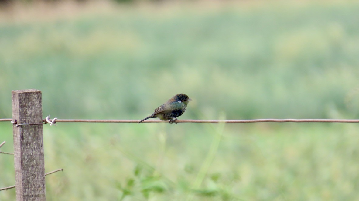 Blue-black Grassquit - ML626267309