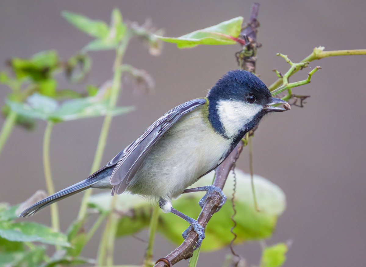 Asian Tit - ML626267313