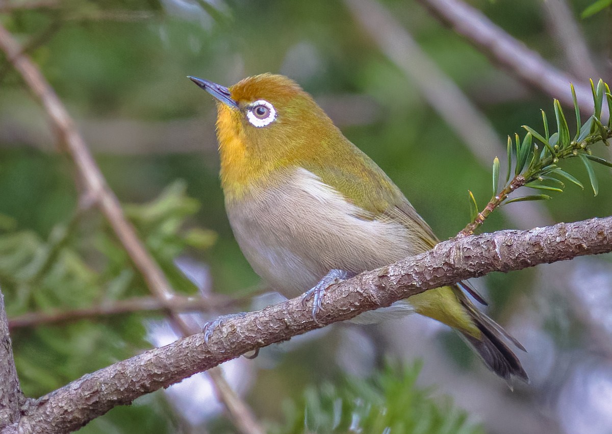 Warbling White-eye - ML626267322