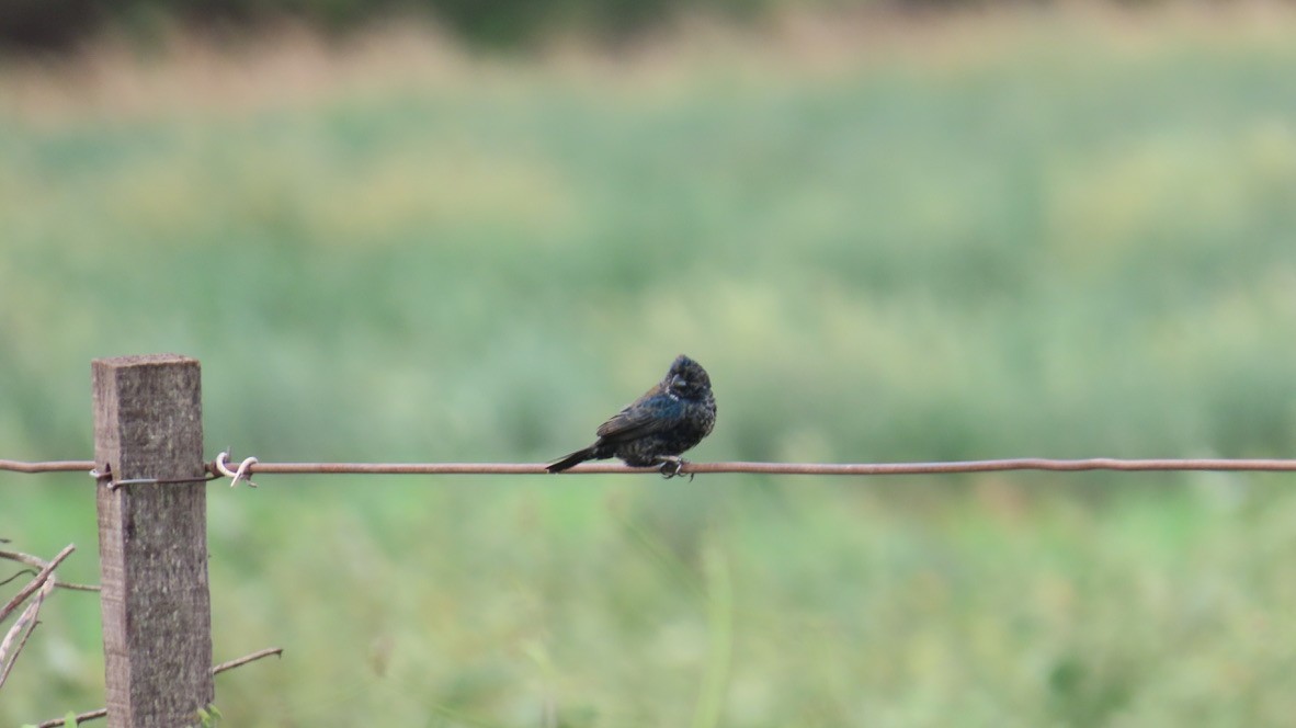 Blue-black Grassquit - ML626267324