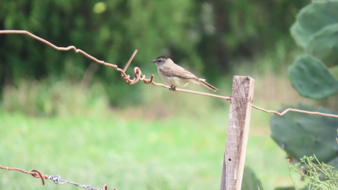 Crowned Slaty Flycatcher - ML626267336