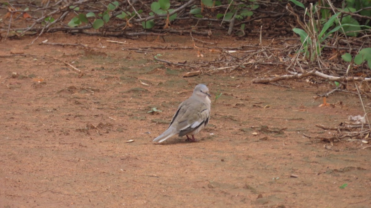 Picui Ground Dove - ML626267368