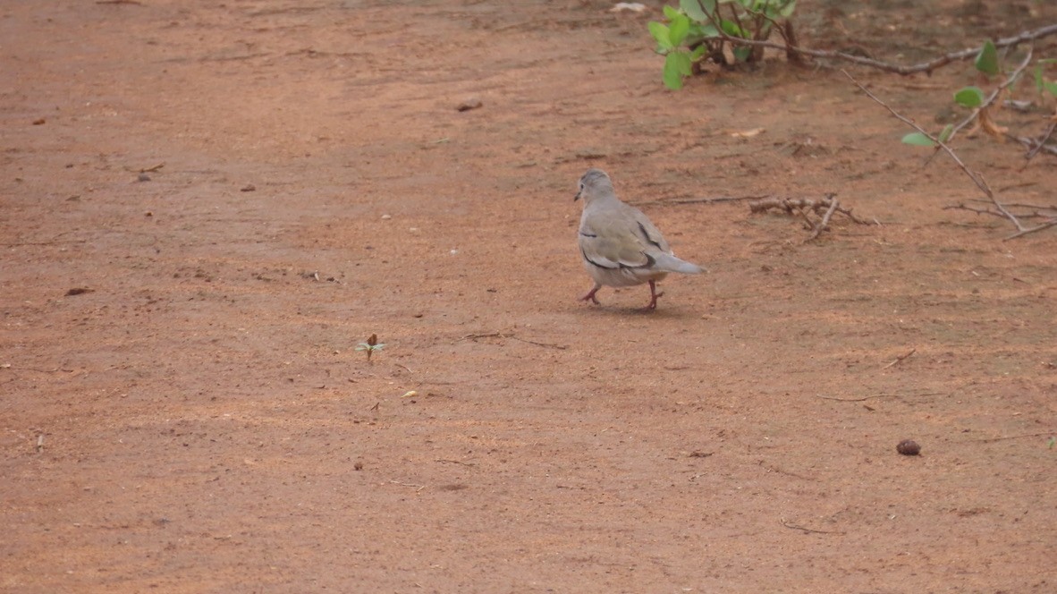 Picui Ground Dove - ML626267374