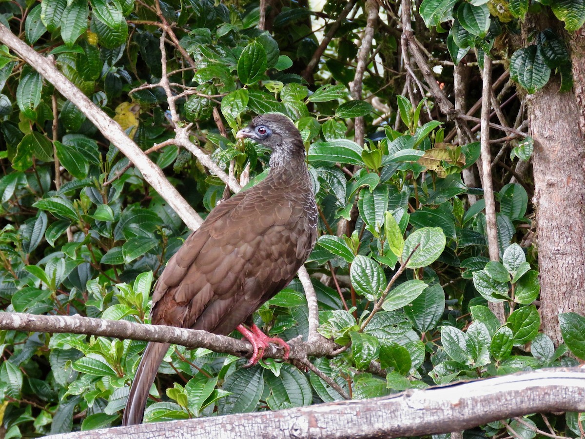 Andean Guan - ML626267446