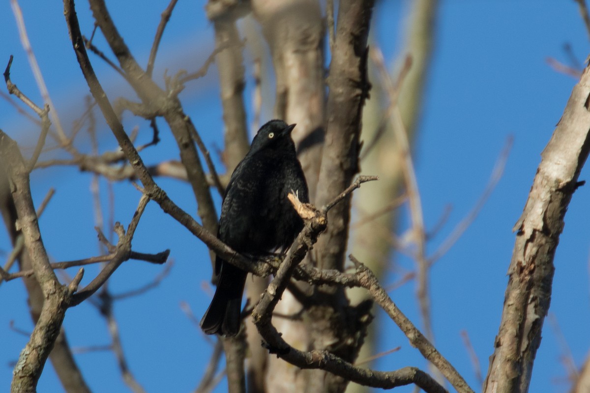 Rusty Blackbird - ML626267574