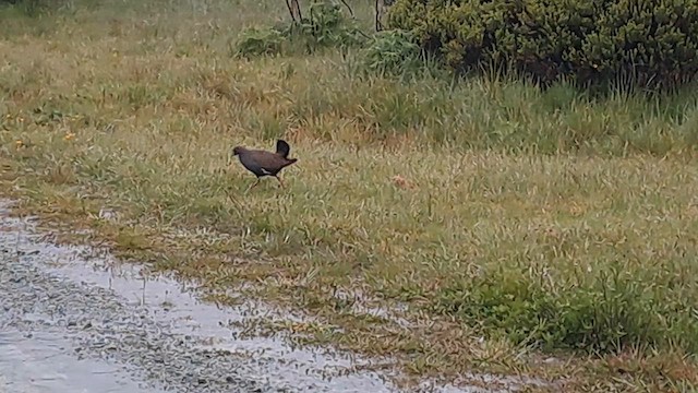 Black-tailed Nativehen - ML626267821