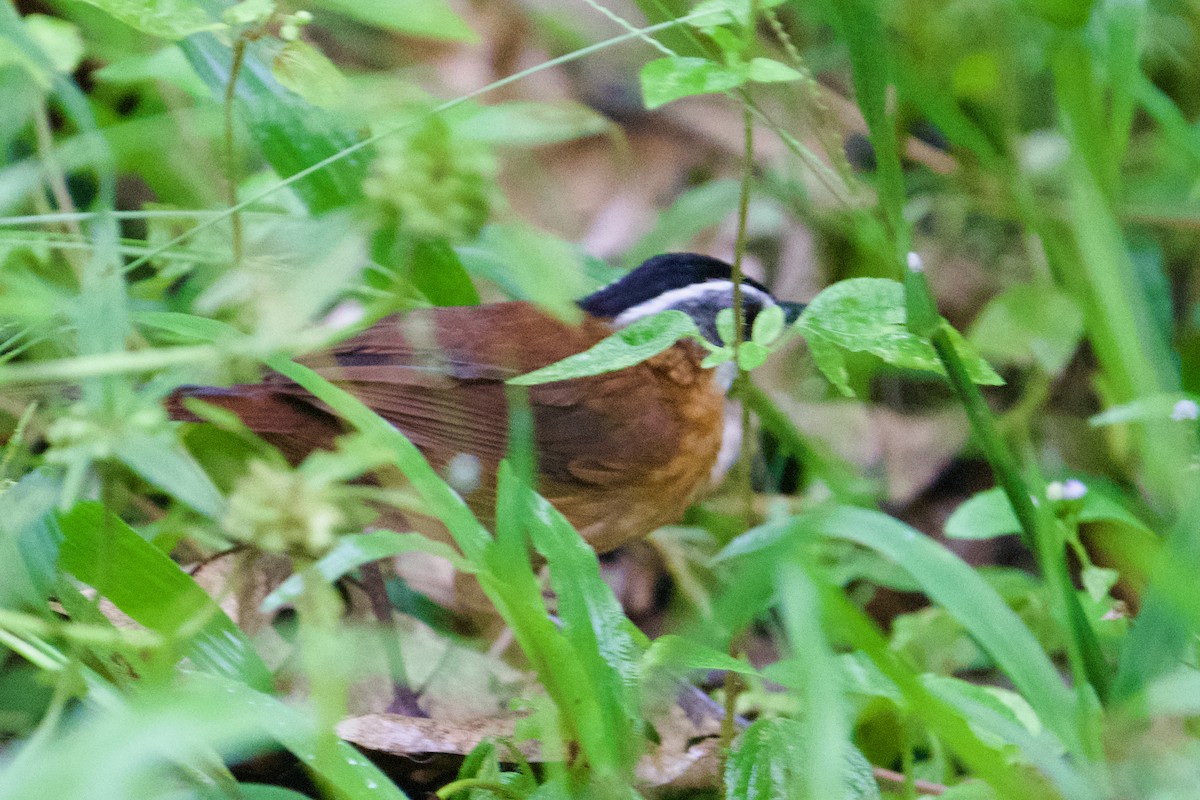 Bornean Black-capped Babbler - ML626267893