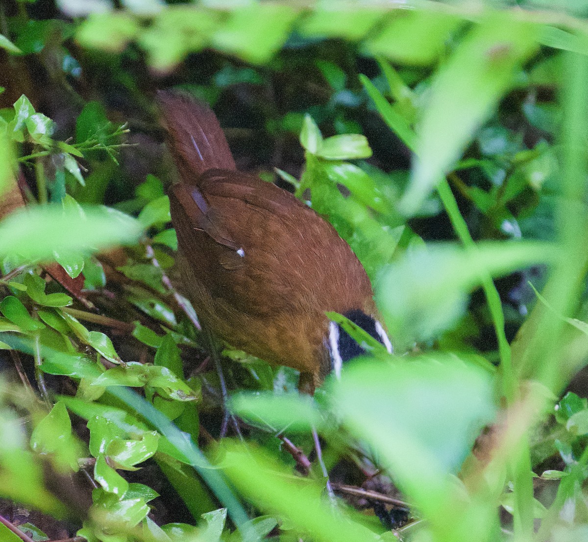 Bornean Black-capped Babbler - ML626267894