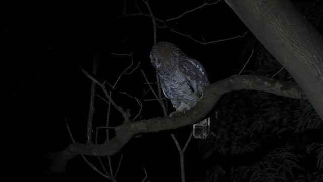 Mottled Wood-Owl - ML626268041