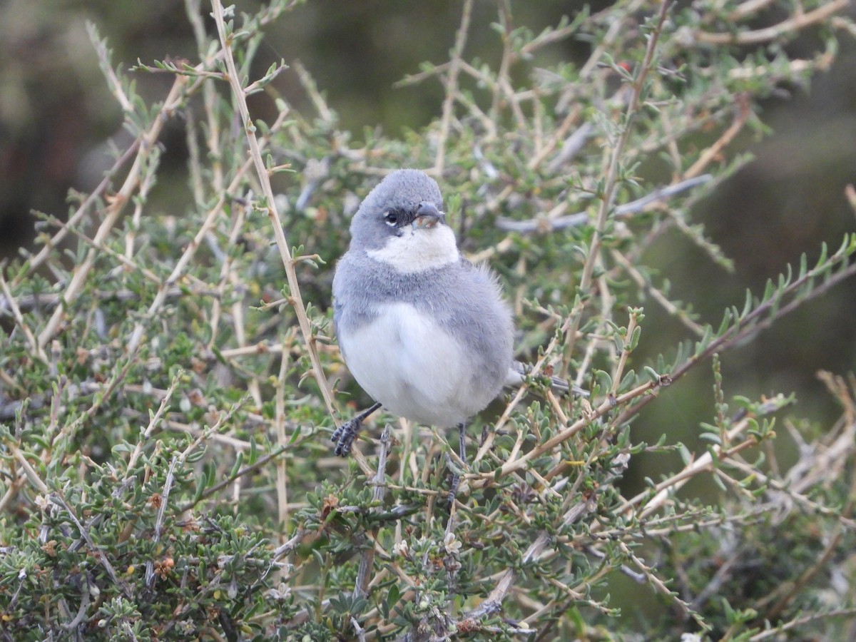 Diuca Finch - ML626268061