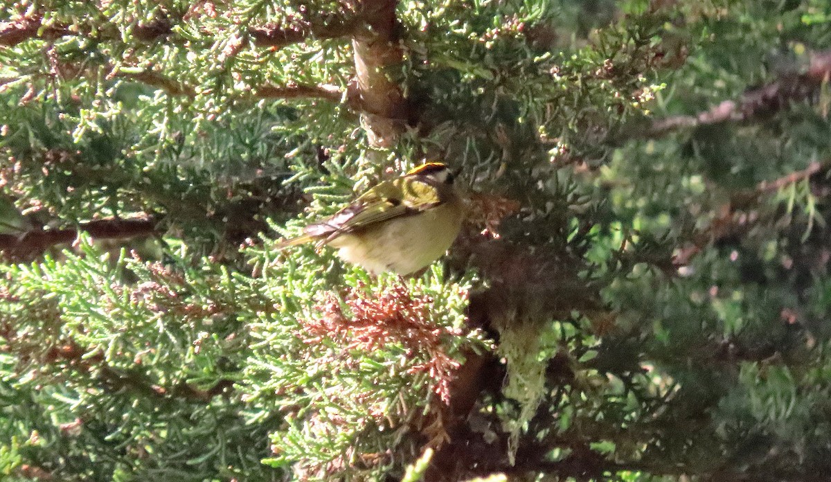 Golden-crowned Kinglet - ML626268172