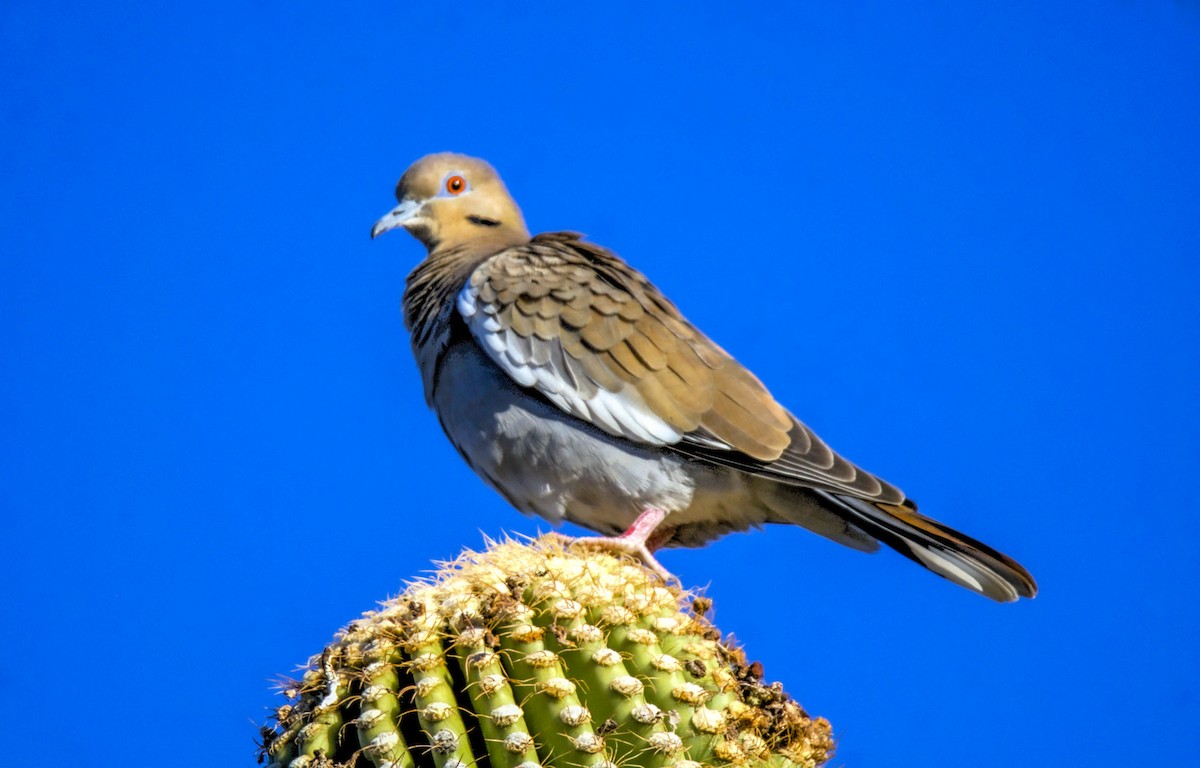 White-winged Dove - ML626268174