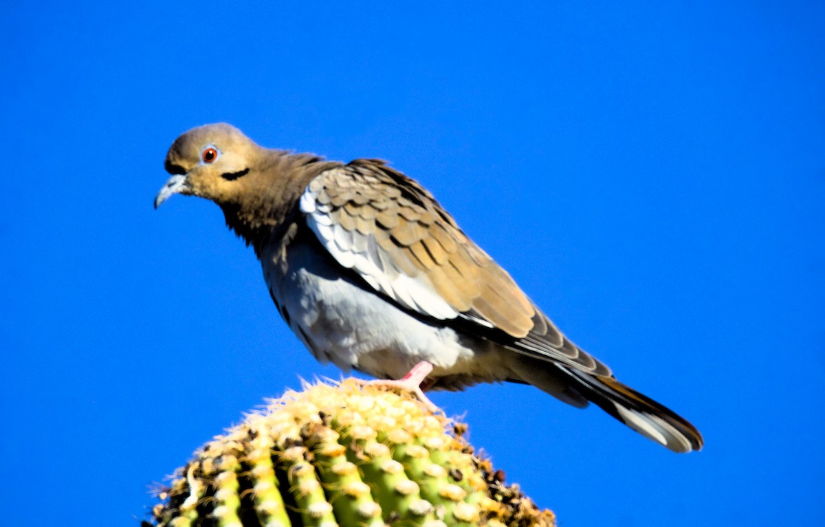 White-winged Dove - ML626268175