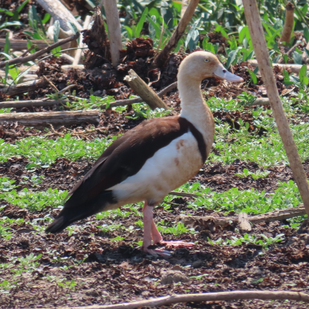 Radjah Shelduck - ML626268183