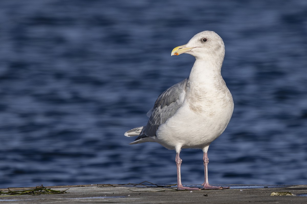 Western x Glaucous-winged Gull (hybrid) - ML626268187