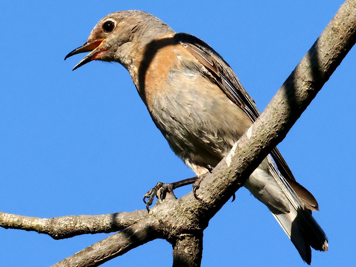 Western Bluebird - ML626268188