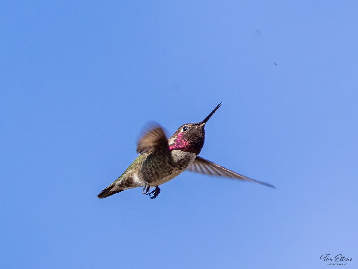 Anna's Hummingbird - ML626268189