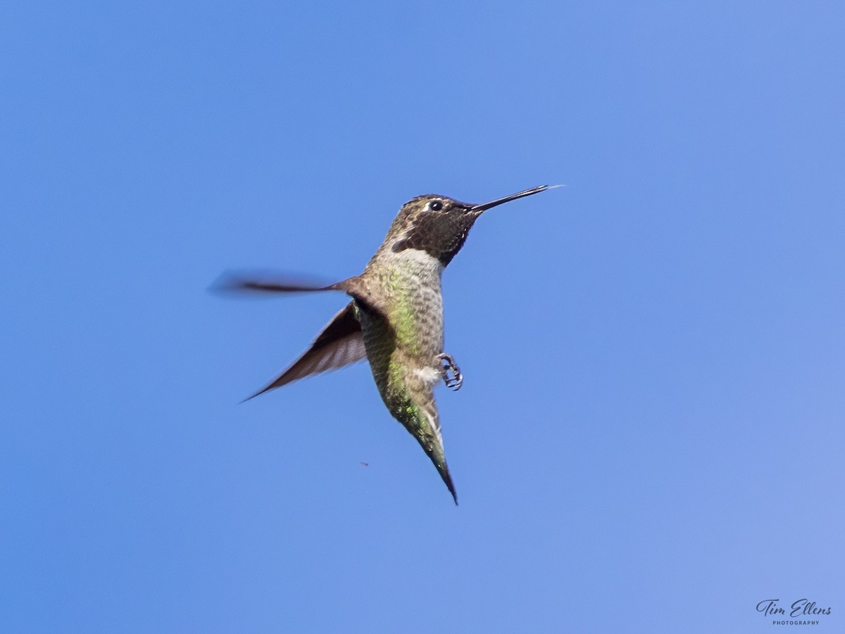 Anna's Hummingbird - ML626268190