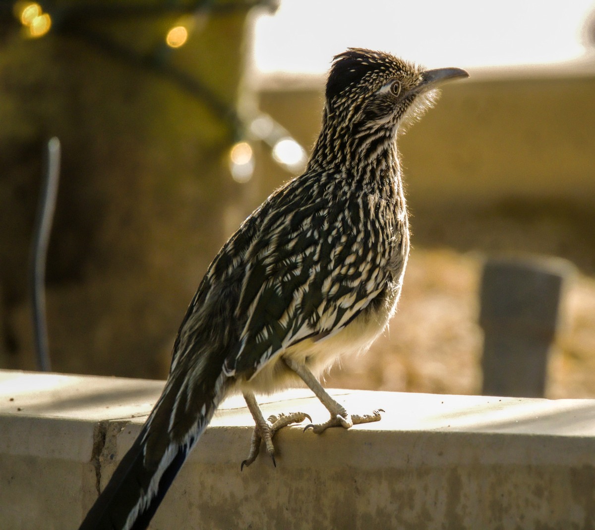 Greater Roadrunner - ML626268193