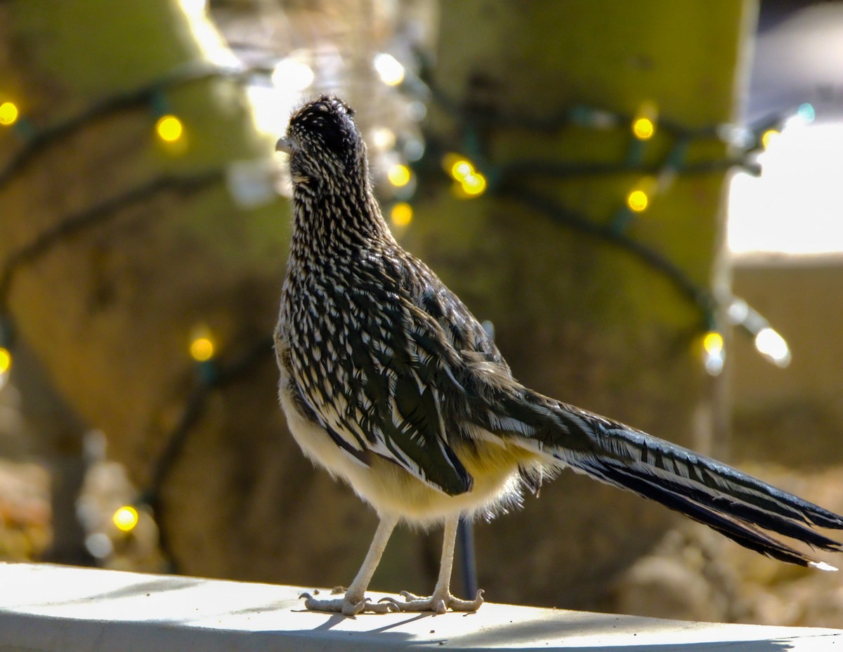 Greater Roadrunner - ML626268194