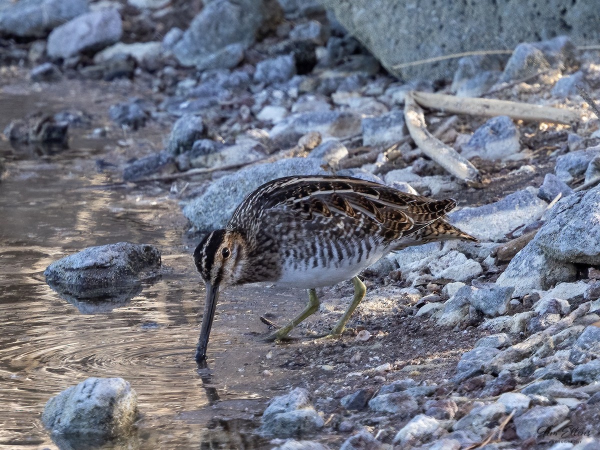 Wilson's Snipe - ML626268195