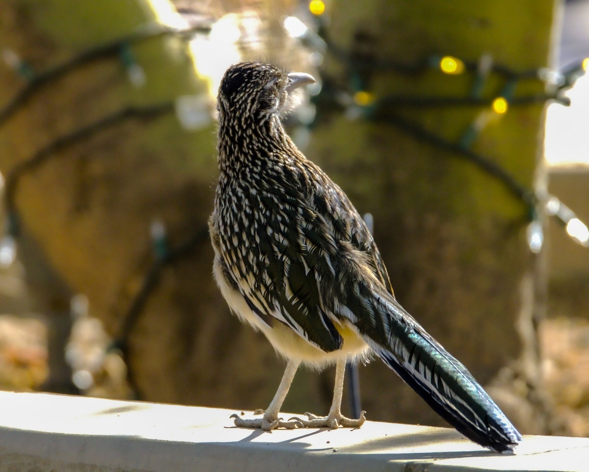 Greater Roadrunner - ML626268196