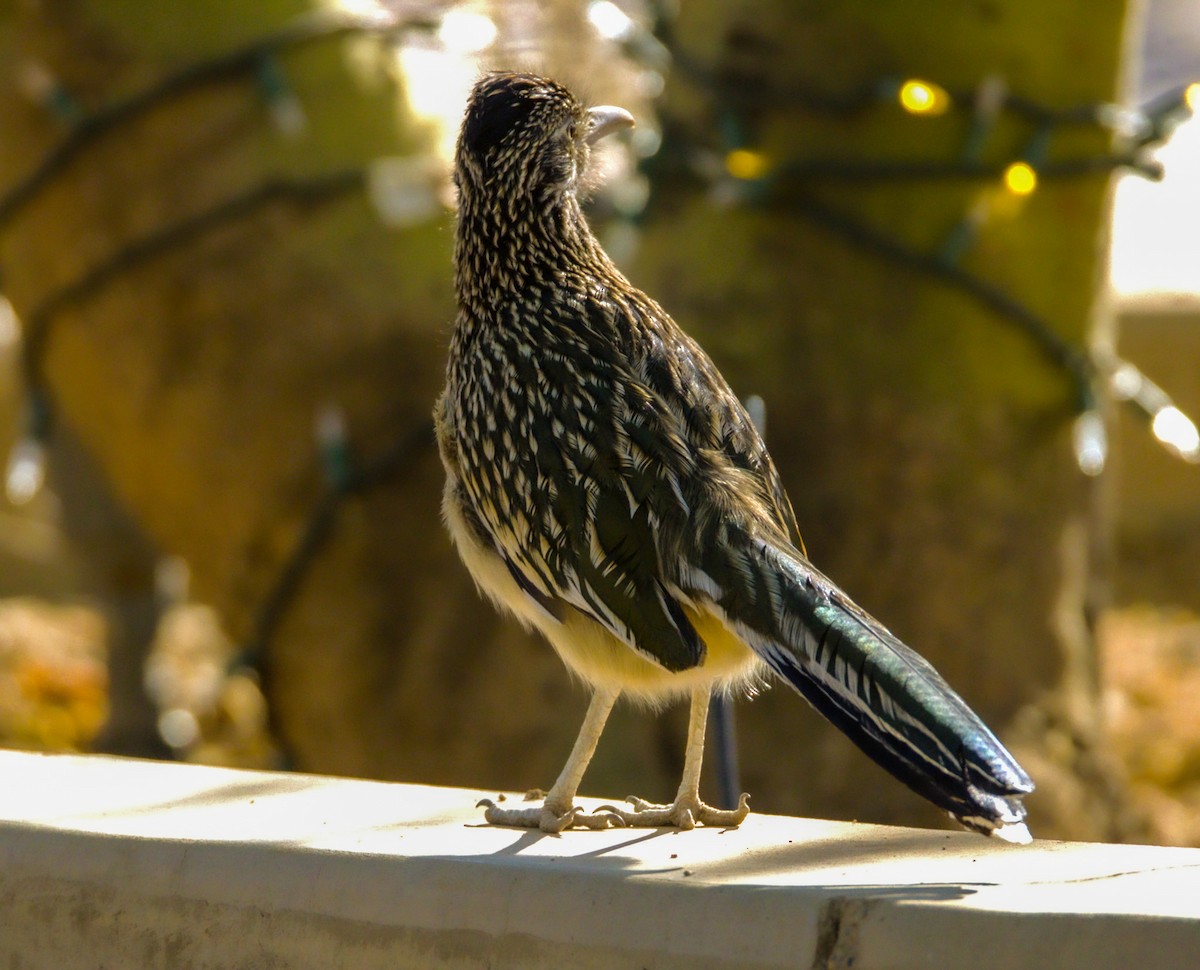 Greater Roadrunner - ML626268197