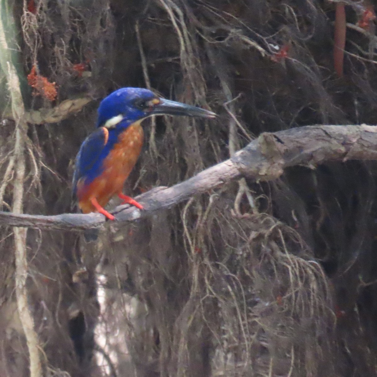 Azure Kingfisher - ML626268198