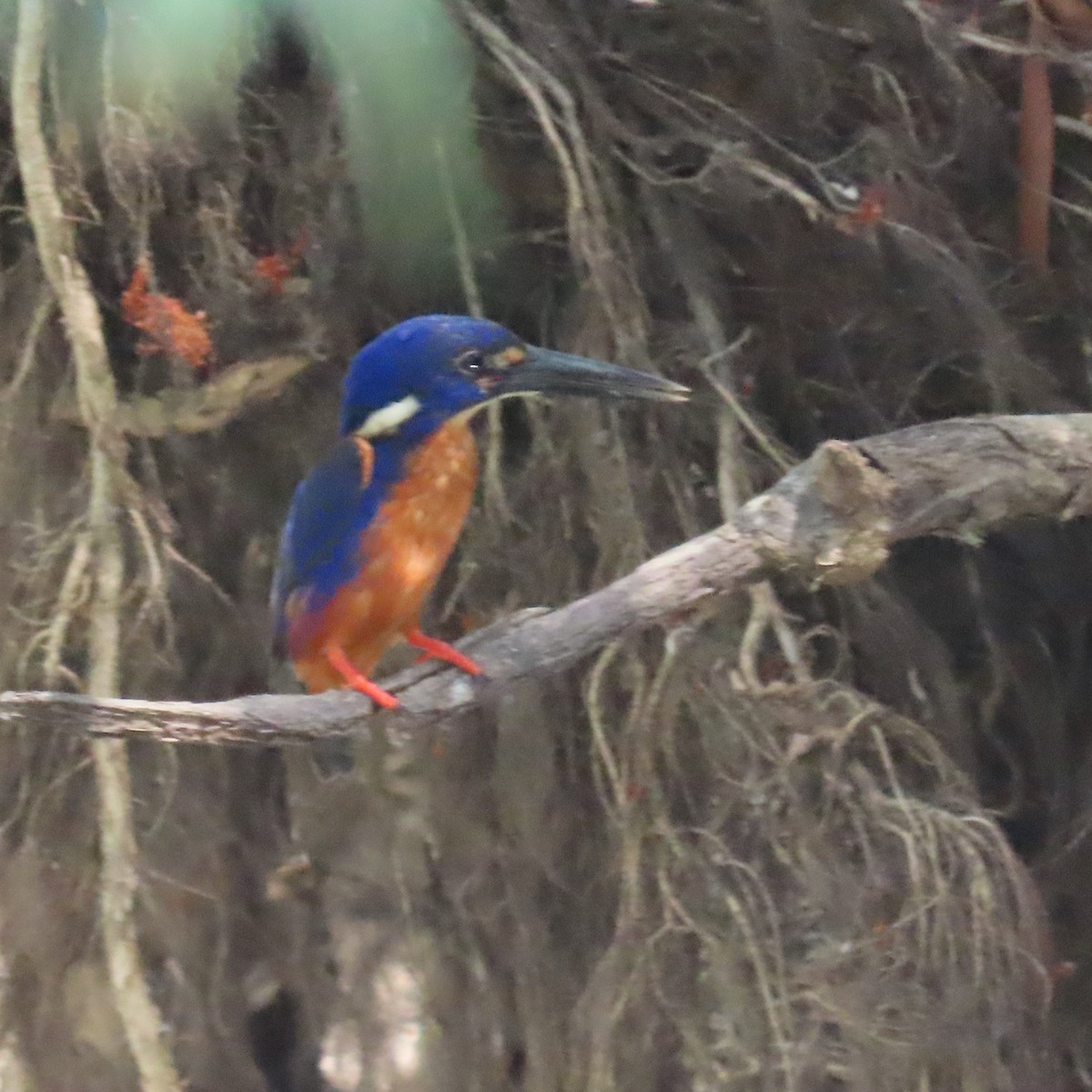 Azure Kingfisher - ML626268199