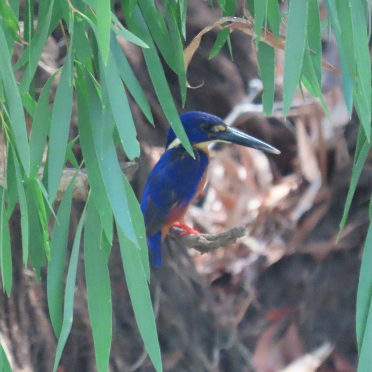 Azure Kingfisher - ML626268200